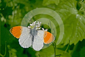 Orange-tip butterfly sitting on a flower