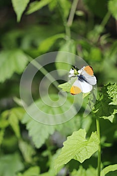 Orange tip on Garlic mustard