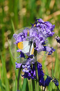Orange tip male on Bluebells. photo