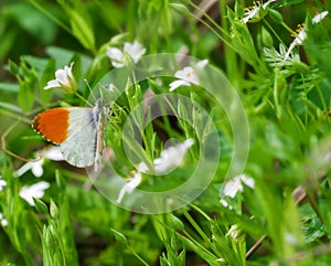 Orange-tip White butterfly