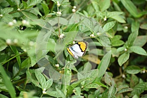 Orange tipe butterfly