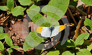Orange tipped butterfly: Scientific name Anthocharis cardamines.
