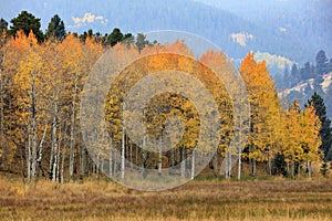 Orange Tipped Splendor, Aspen Trees In Fall, Colorado, USA