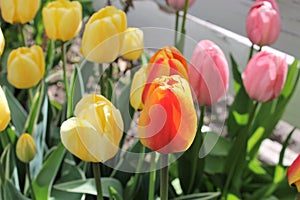 the Orange tipped tulips in the tulip batch - selective focus