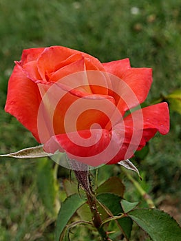 Orange to yellow coloured rose flower, cultivar Grand Mere Jenny