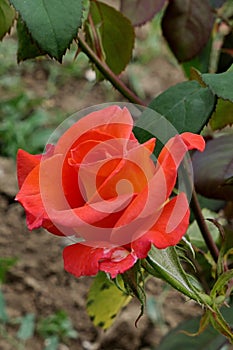 Orange to yellow coloured rose flower, cultivar Grand Mere Jenny, established by french rose breeding company Meilland