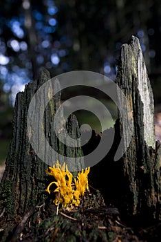 Orange toadstool