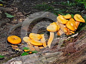 Orange Toadstool mushrooms grow on decomposing forest floor