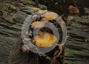 Orange Toadstools