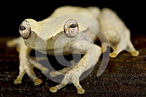 Orange toed tree frog Dendropsophus sp.