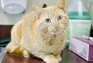 Orange Tom Cat on kitchen sink, animal control shelter