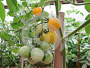Orange tomatoes ripen in a greenhouse