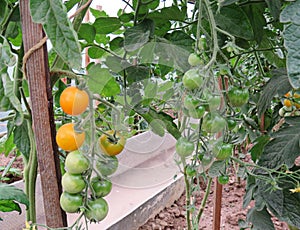 Orange tomatoes ripen in a greenhouse