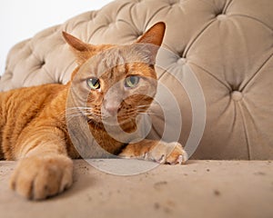 Orange tomcat playing in catnip with big green eyes