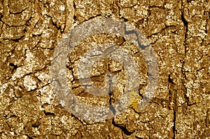 orange toned tree bark texture.