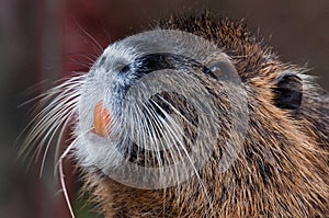 Orange tooth Bever
