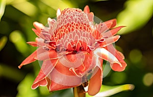 Orange torch ginger flower, beautiful and exotic in Fairchild Tropical Botanic Garden in Miami, Florida