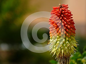 Orange torch lily flower closeup. on other name red hot poker