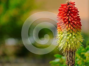 Orange torch lily flower closeup. on other name red hot poker