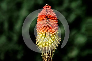 Orange torch lily flower closeup. on other name red hot poker