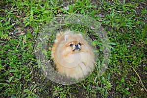 Orange Toy Pomeranian puppy sitting on grass