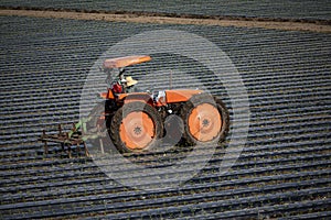 Orange tractor driven by man in straw hat pulling cultivator in strawberry field covered with plastic mulch