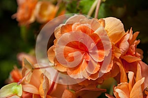 Orange trailing Begonia flowers in bloom in New Zealand