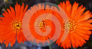 Orange trailing ice plant blossoms