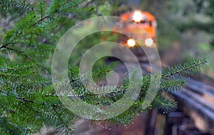 Orange train rolls through a damp Oregon forest