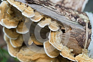 Orange Trametes versicolor on fallen birch closeup