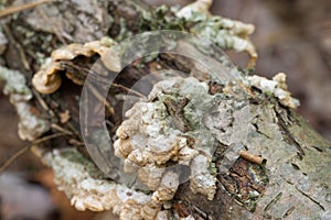 Orange Trametes versicolor on fallen birch closeup