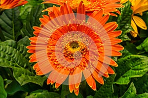 Orange Transvaal Daisy Gerbera Jamesoni Asterceae Flower Perrenial