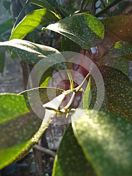 orange trea in summer, bojonegoro east java indonesia. keep life to life and for life.