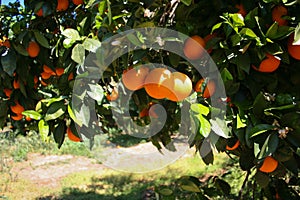 Orange tree