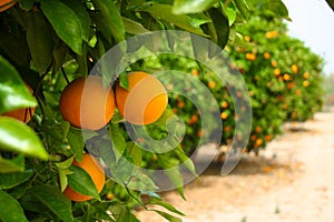 Orange tree