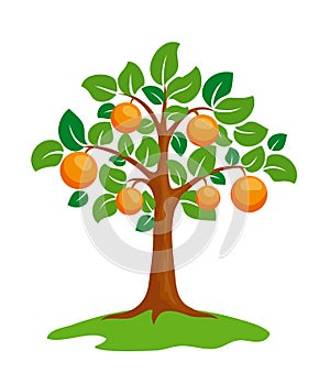 Orange-tree