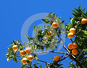 Orange tree