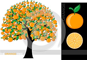 Orange tree