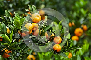 Orange tree