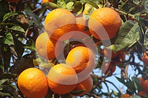 Orange Tree