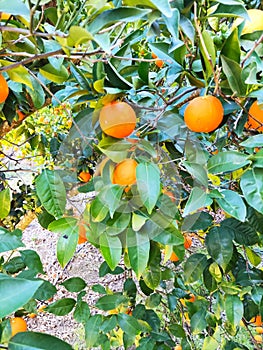 The orange tree