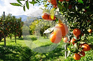 Orange tree