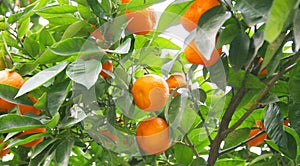 Orange tree