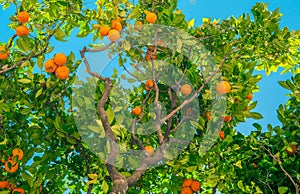 Orange Tree