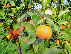 The Orange-tree