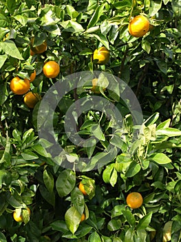 Oranžový strom 