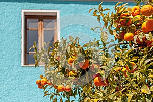 Orange tree against a turquoise painted wall Sardinia photo