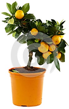 Orange tree against white background