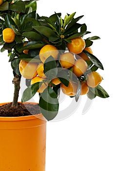 Orange tree against white background