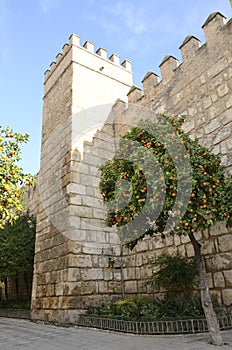 Orange tree and ancient wall